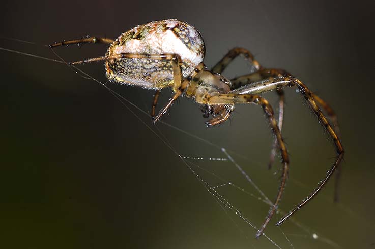 Metellina sp.